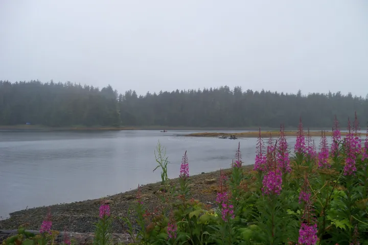 a flock of birds sitting on top of a body of water