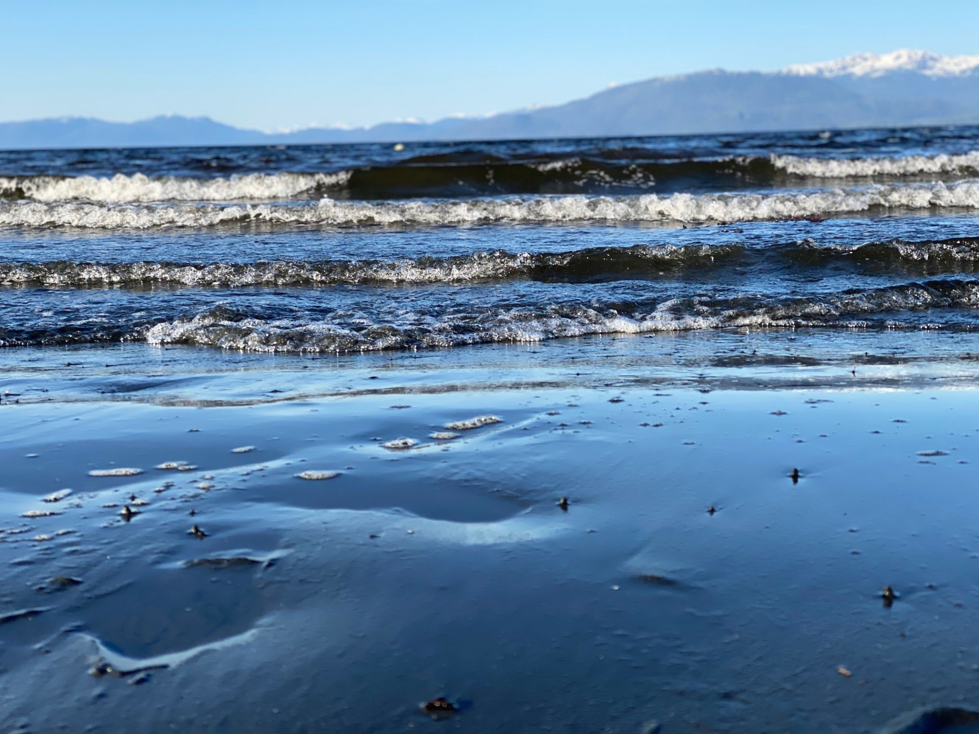 a flock of seagulls standing on a beach near a body of water