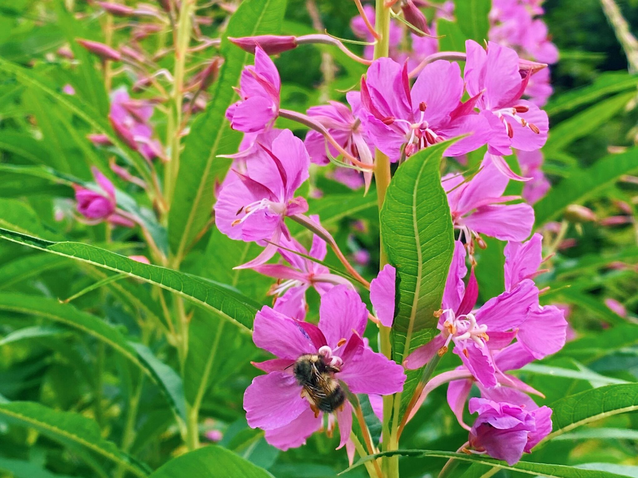 a pink flower with green leaves