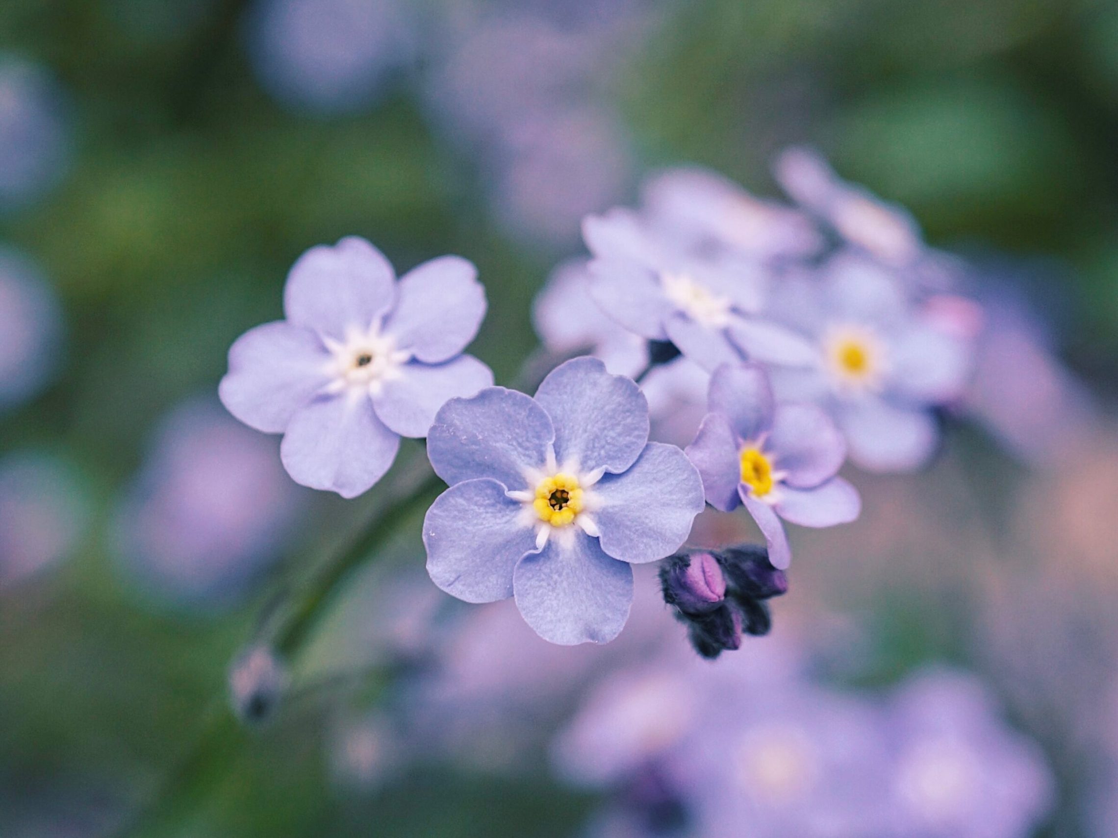 a close up of a flower