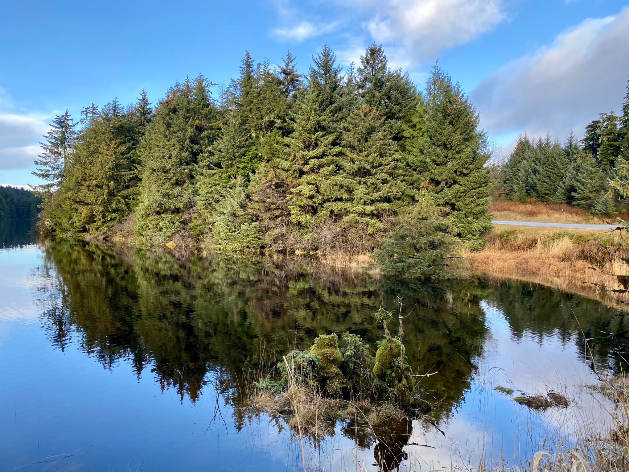 a body of water surrounded by trees