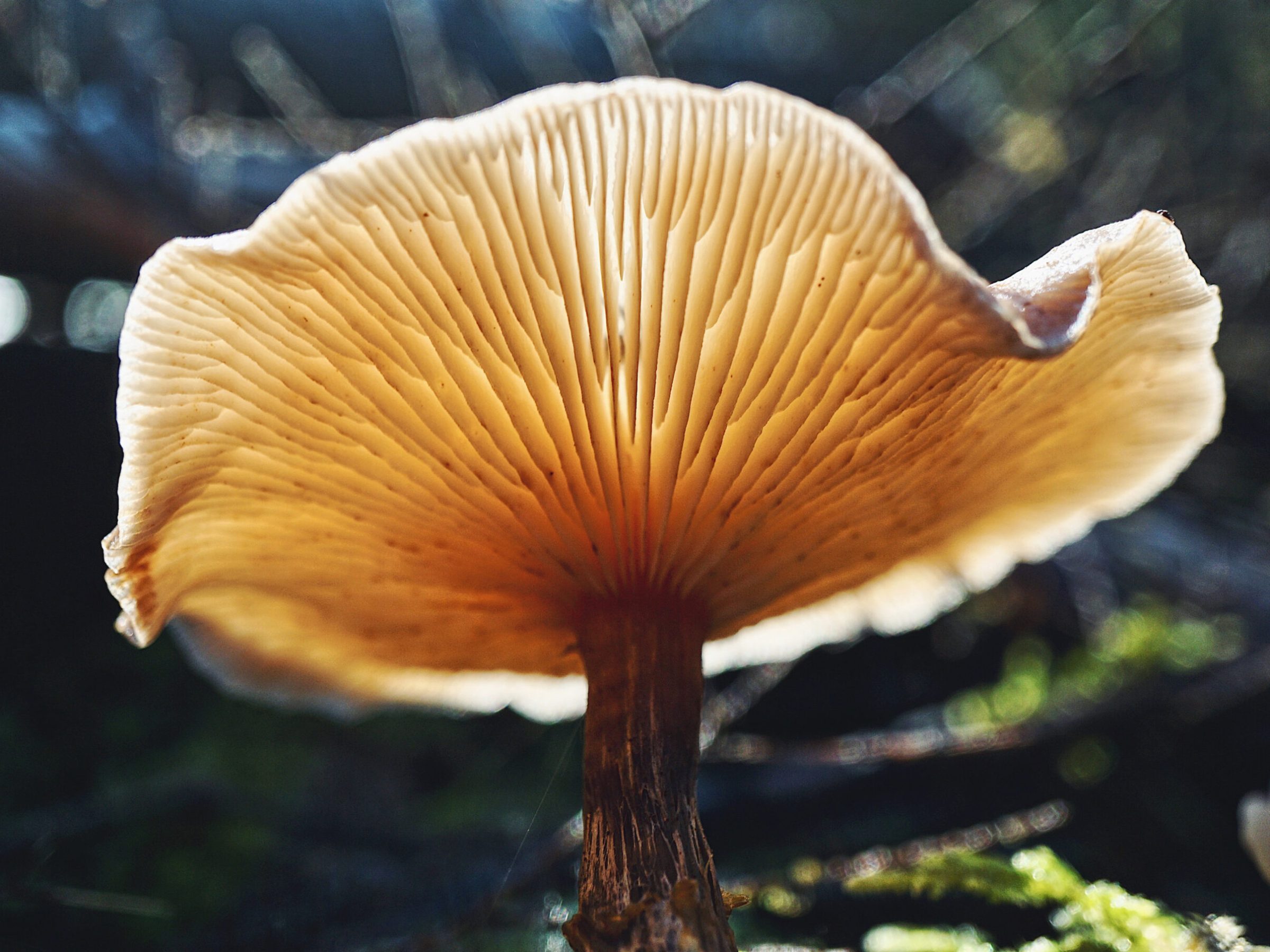 a close up of a mushroom