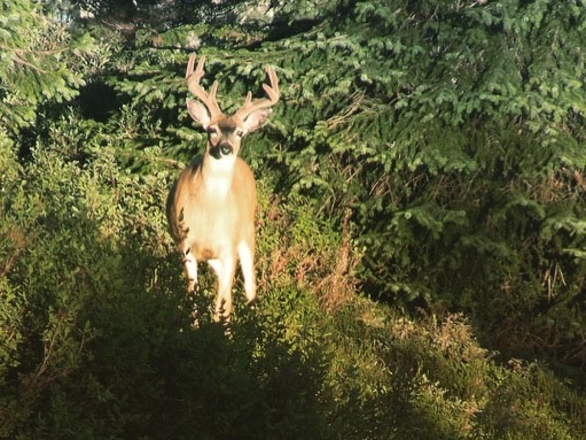 a deer standing in tall grass