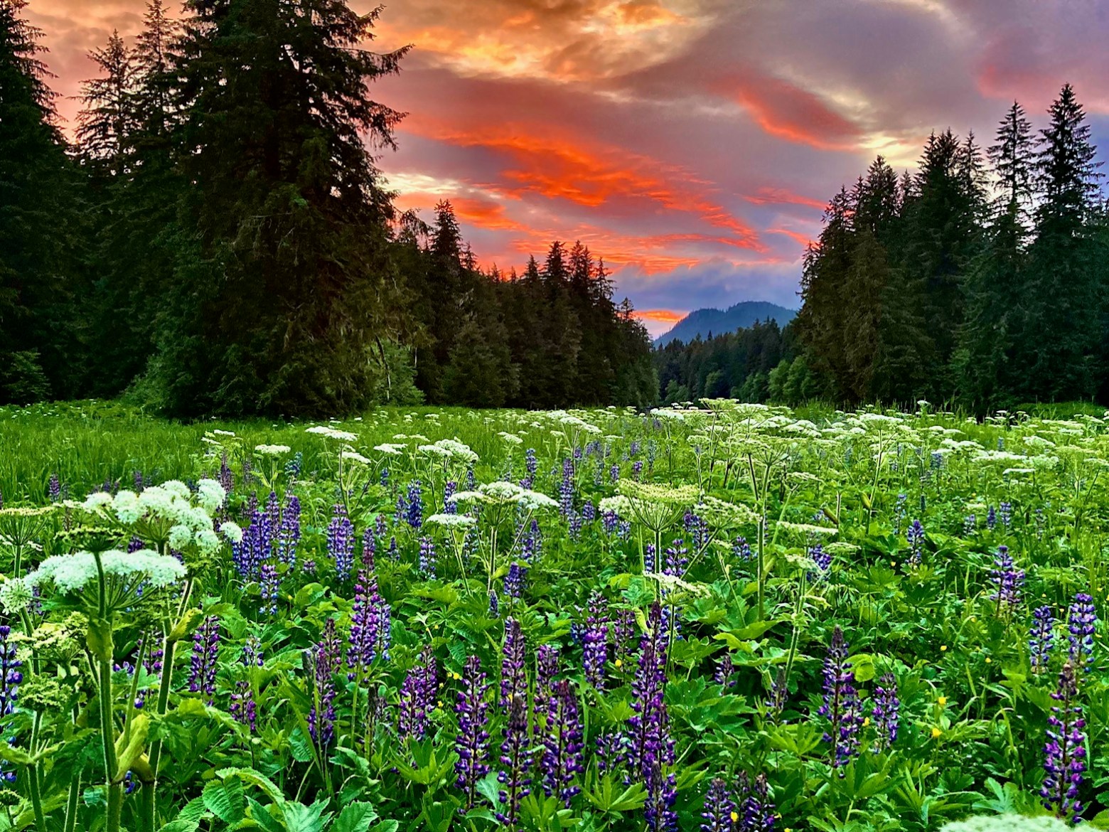 a close up of a flower garden
