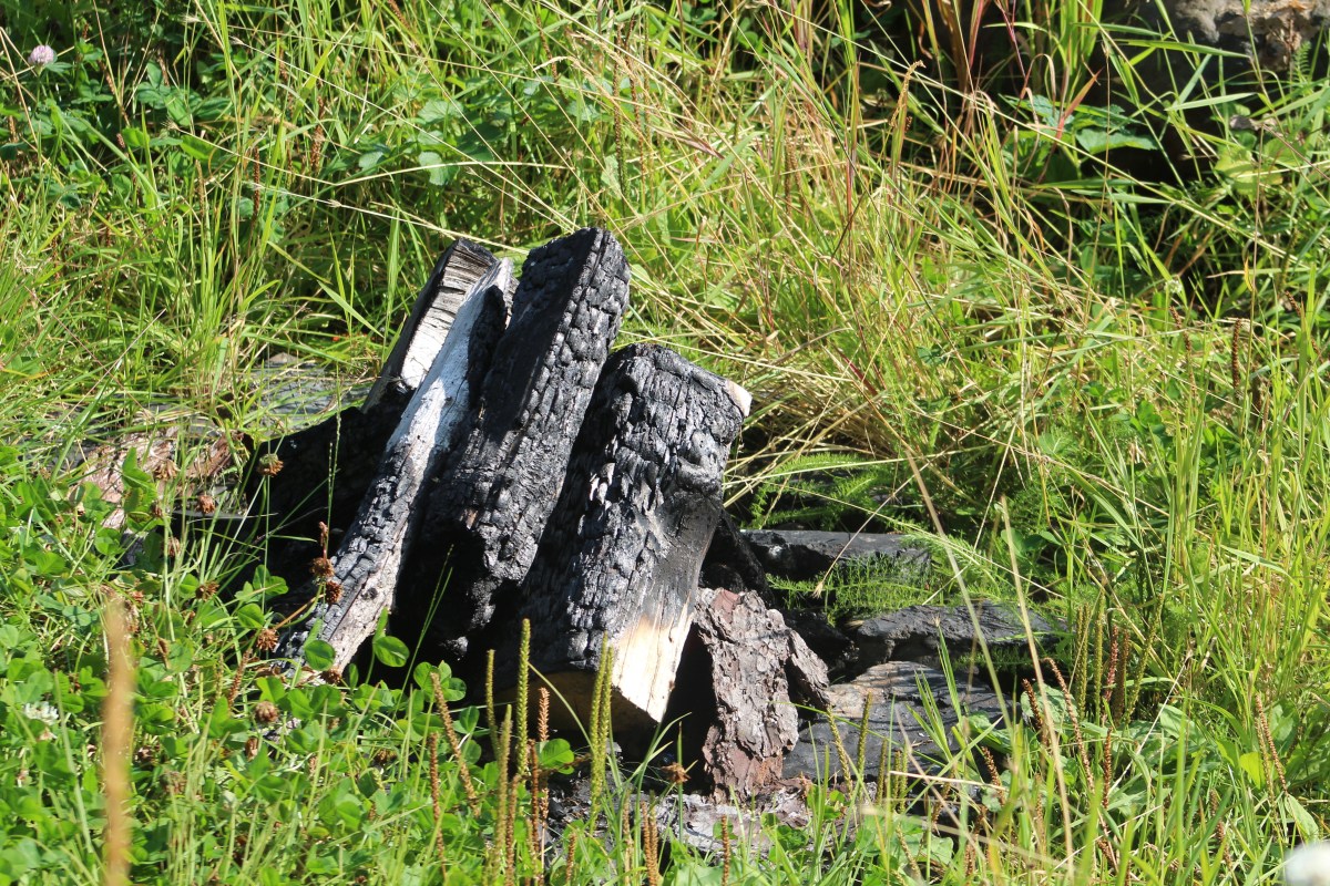 Charred wooden logs amidst green grass in a natural setting.