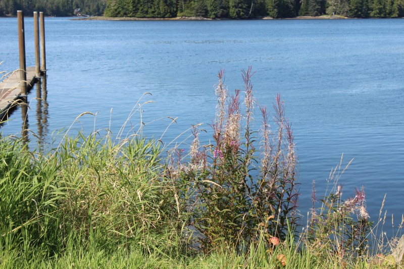 Lake with a dock, surrounded by grass and wildflowers, with trees in the background.