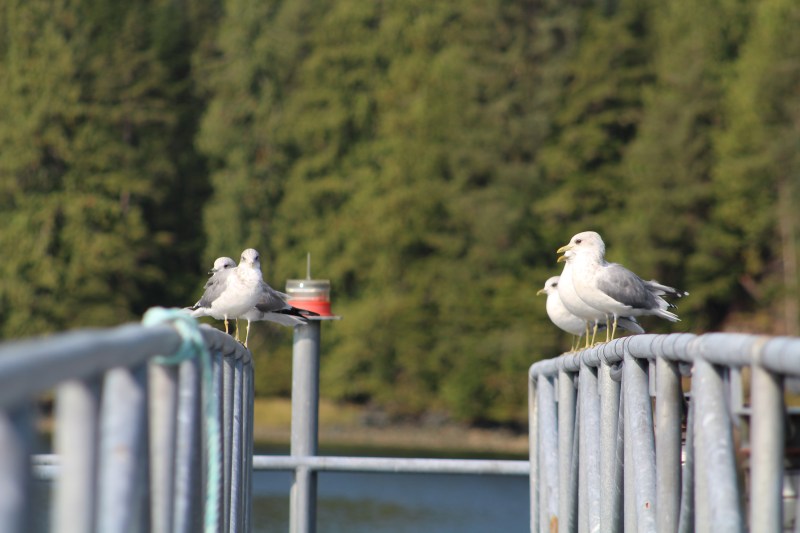 Seagulls perched on metal railings with forest backdrop.